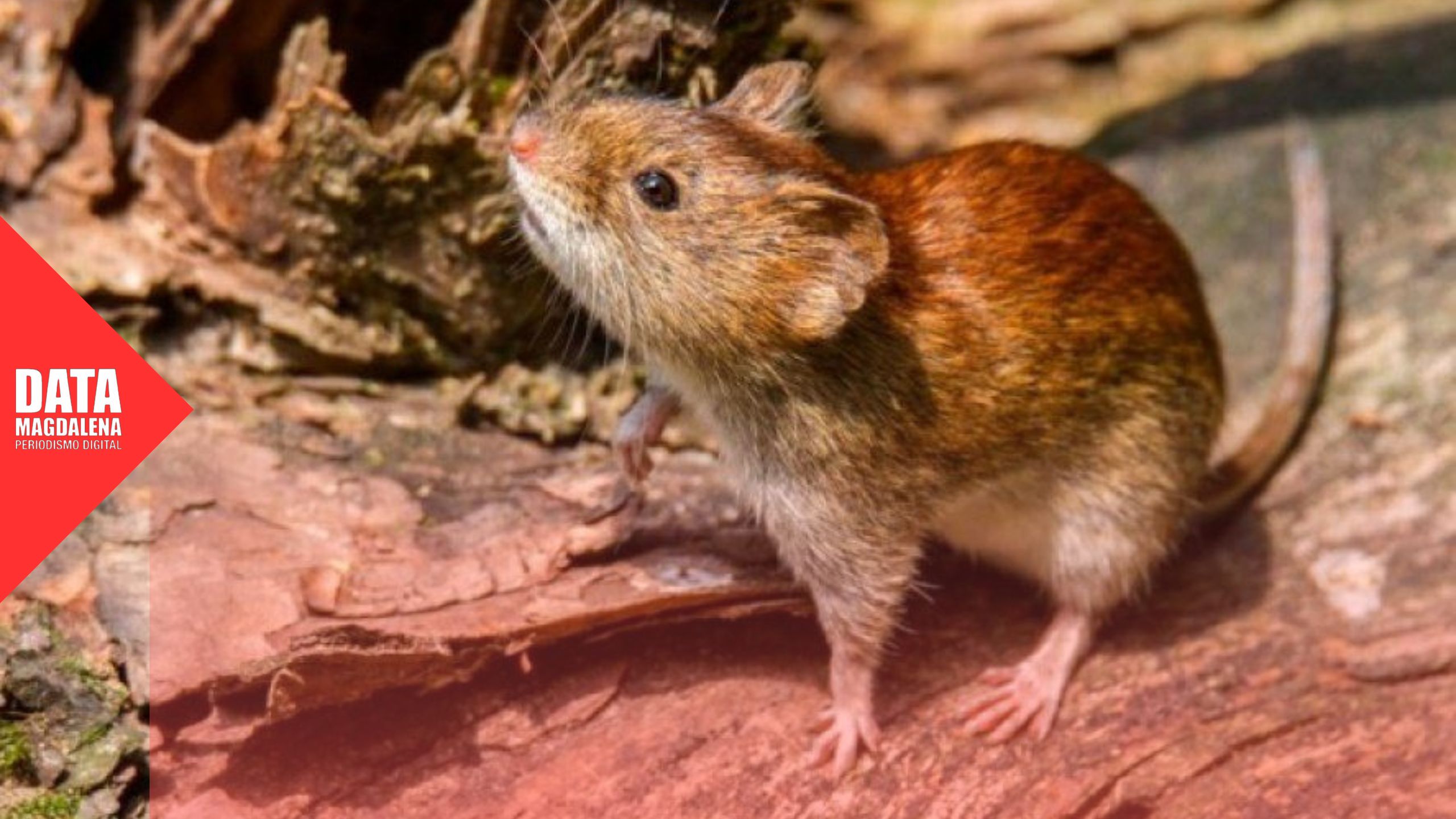 Hantavirus en Buenos Aires: la provincia concentra la mayor cantidad de casos y muertes del brote nacional