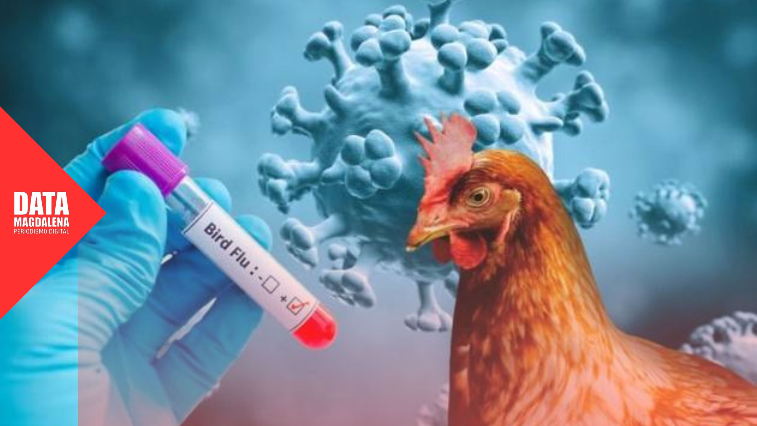 Confirman gripe aviar en Ranchos y suspenden exportaciones