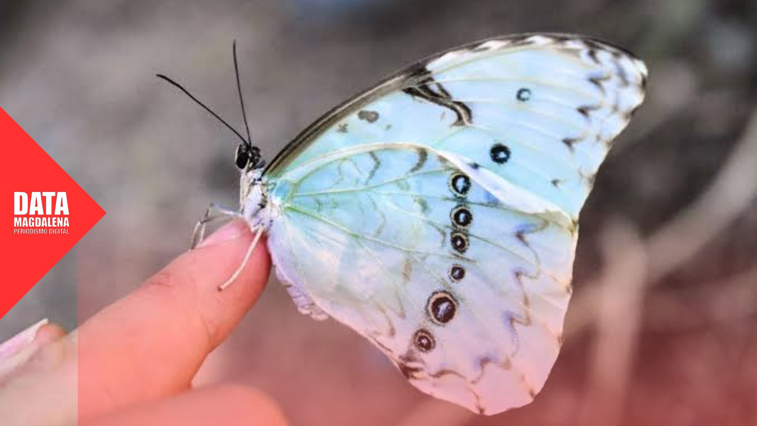 Trekking por la Mariposa Bandera en Reserva El Destino