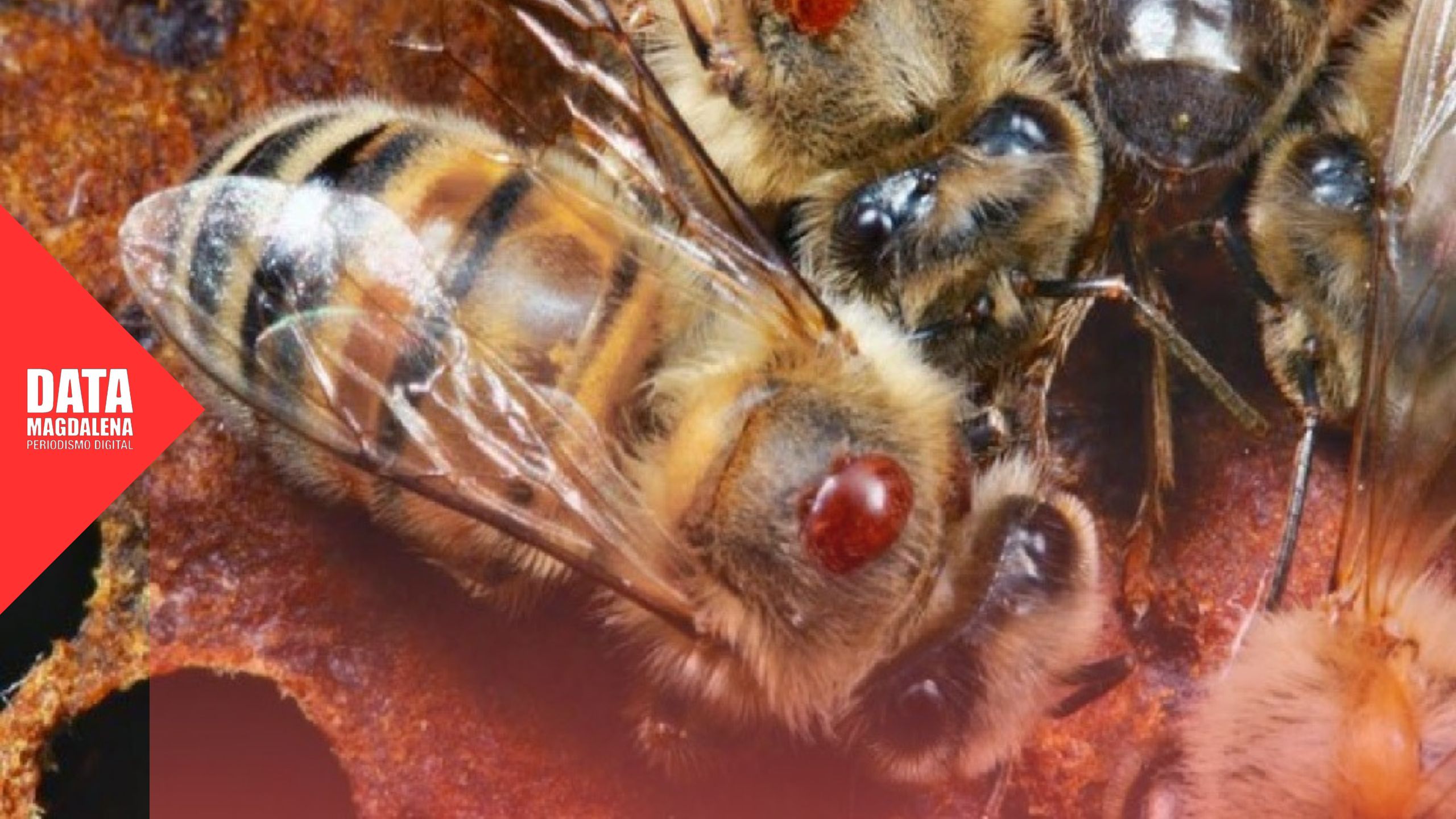 Magdalena entreg&oacute; insumos para controlar la varroasis