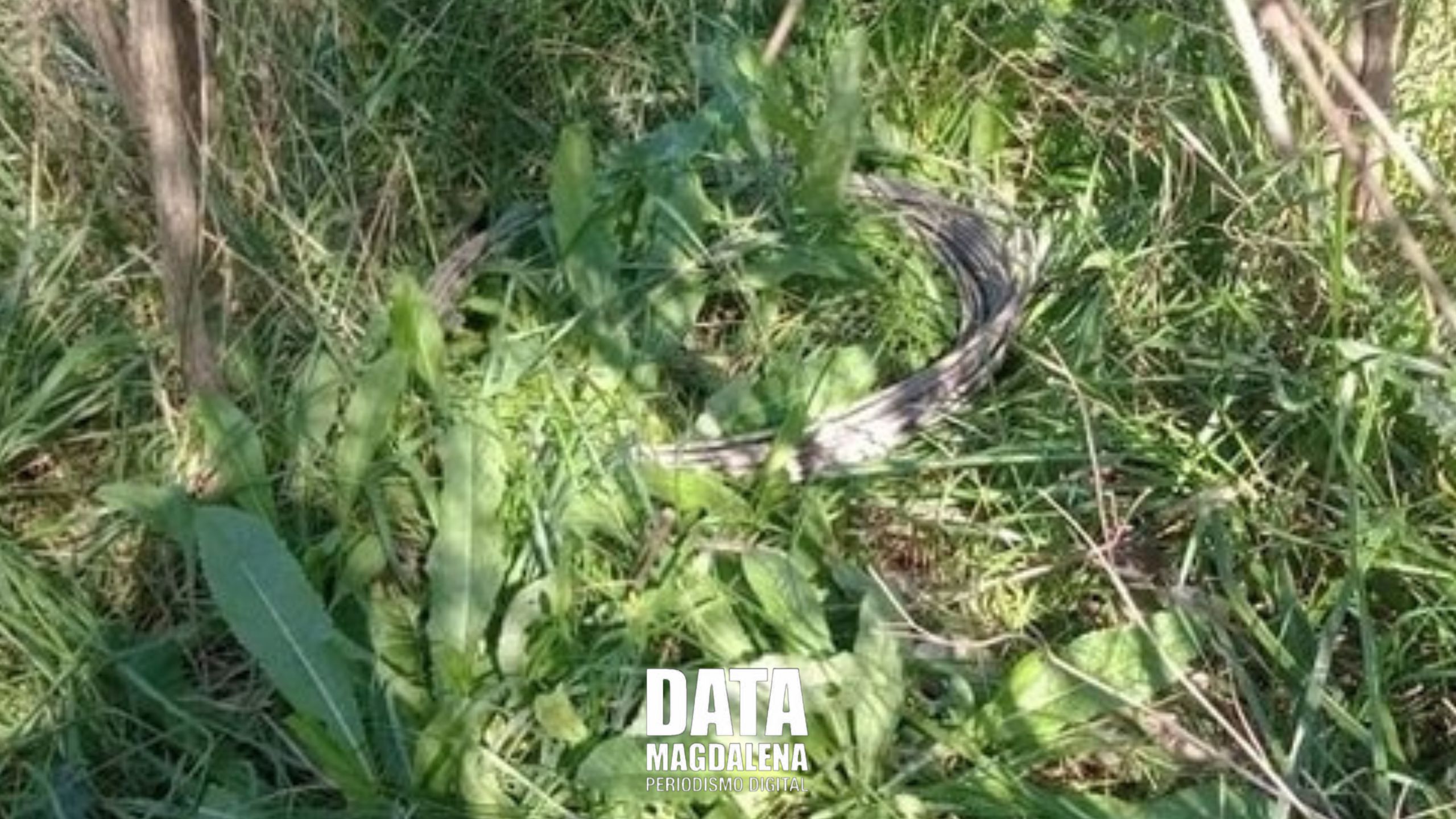 ?Giro inesperado: Muerte en Ruta 11 podr&iacute;a ser resultado de intento de robo el&eacute;ctrico