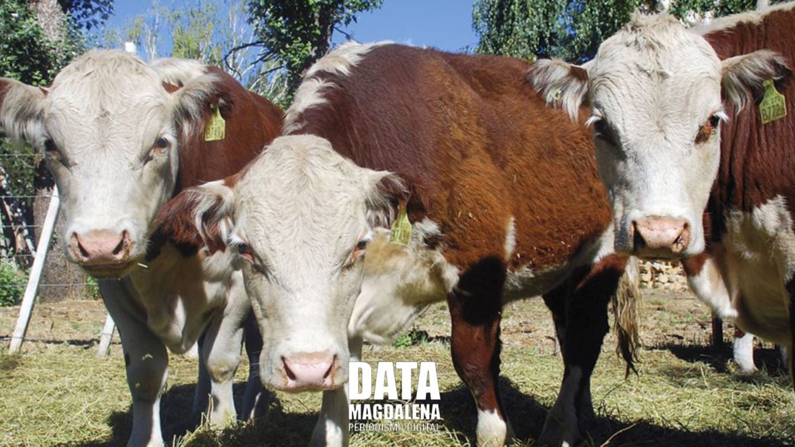 Indignaci&oacute;n en La Hermosura: masivo robo de ganado y falta de respuestas