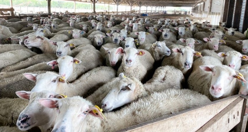 Alba Lana, el queso de oveja Magdalenense que triunf&oacute; en los World Cheese Awards